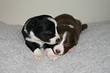 BORDER COLLIE 1306